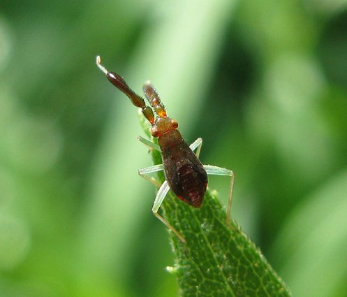 Miridae: Heterotoma cf. merioptera dell''Emilia